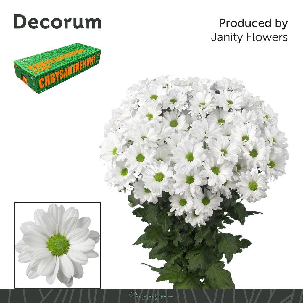 Срезанные цветы оптом Chrys sp kennedy от 80шт из Голландии с доставкой по России