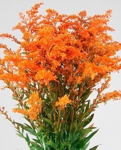 Срезанные цветы оптом Solidago paint orange от 100шт из Голландии с доставкой по России