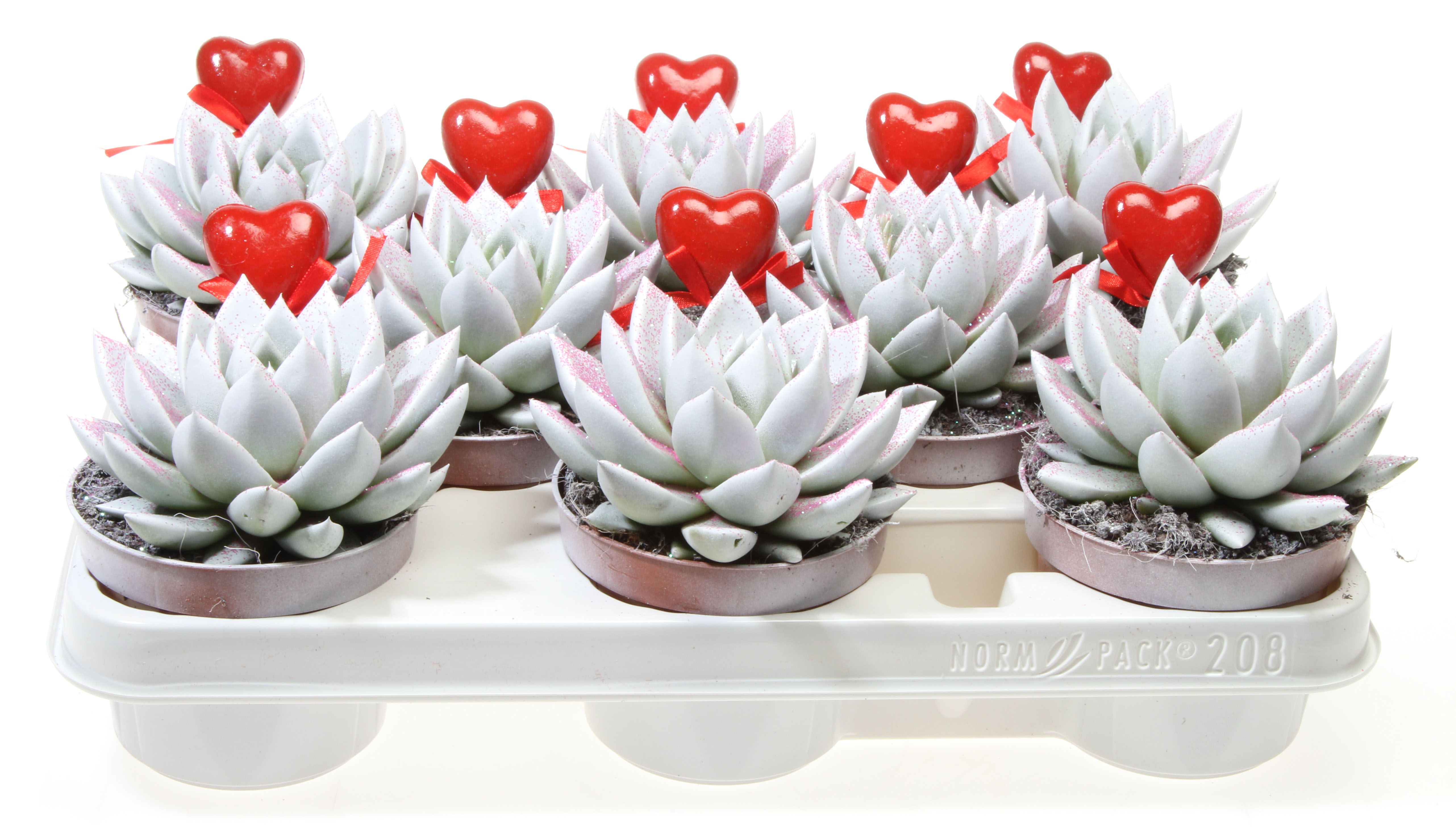 Горшечные цветы и растения оптом Echeveria Miranda Wit Roze Glitter + Hart от 8шт из Голландии с доставкой по России