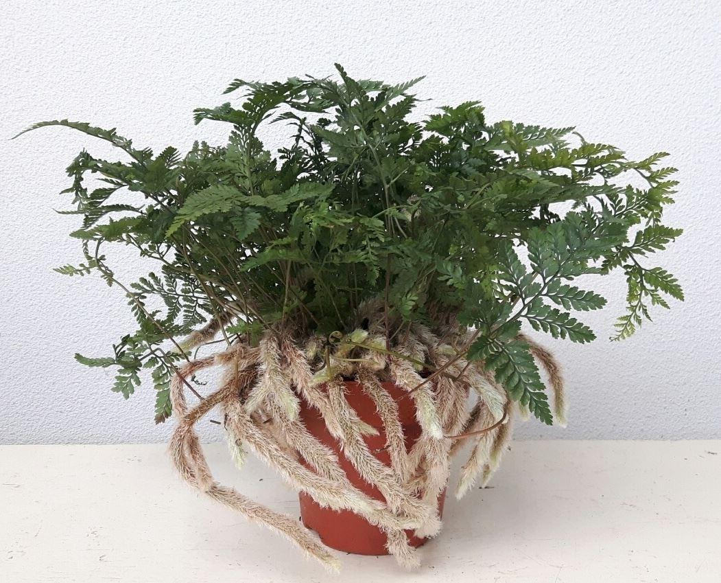 Горшечные цветы и растения оптом Humata Grif Tyerman от 6шт из Голландии с доставкой по России