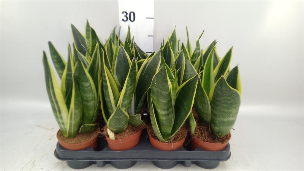 Горшечные цветы и растения оптом Sansevieria Trifa. black Gold от 12шт (для телеги) из Голландии с доставкой по России