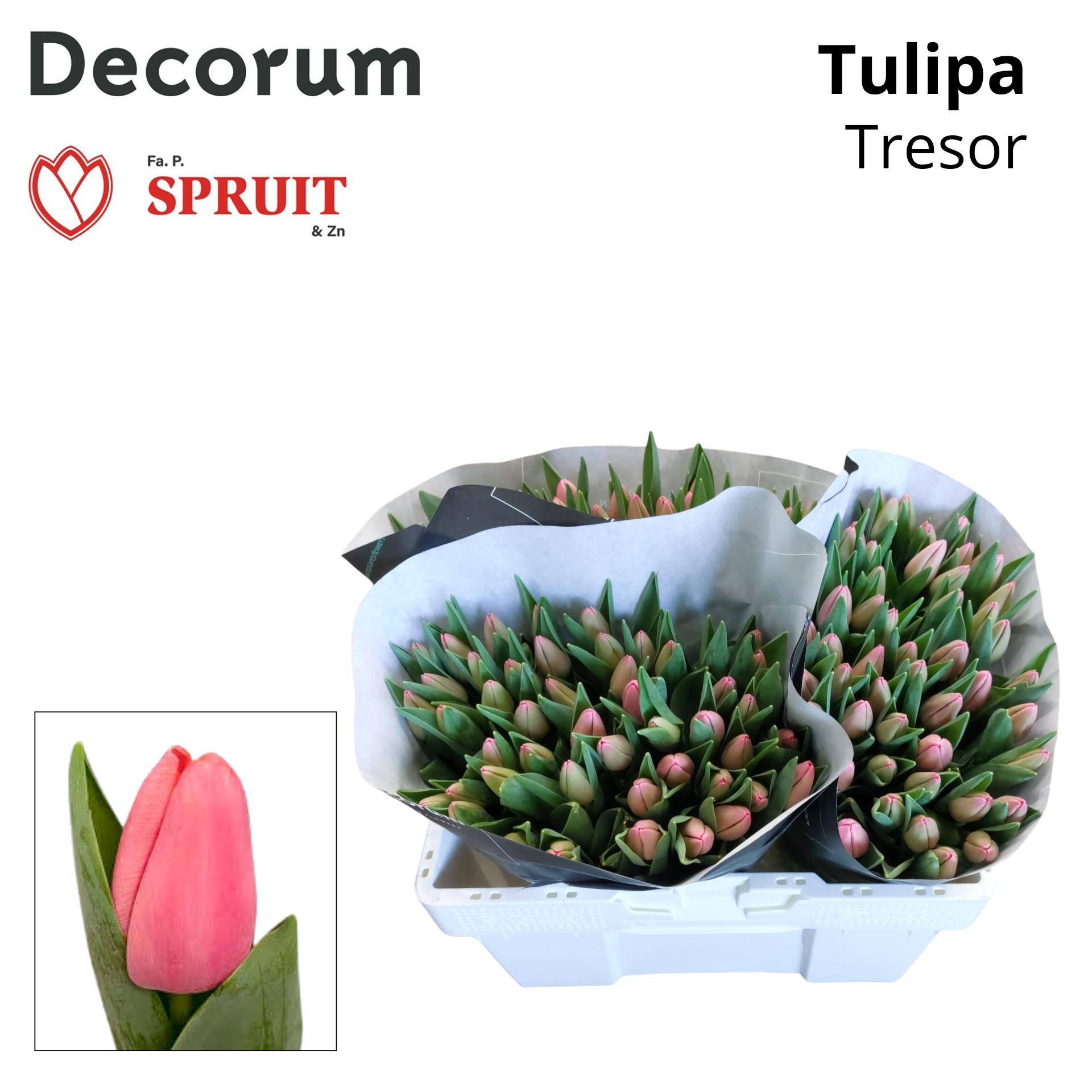 Срезанные цветы оптом Tulipa si tresor от 150шт из Голландии с доставкой по России