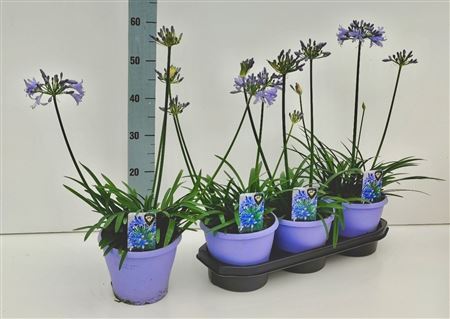 Горшечные цветы и растения оптом Agapanthus Crystal Line(r) Lichtbla от 3шт из Голландии с доставкой по России