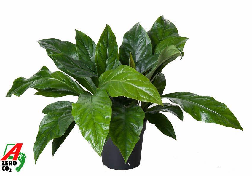 Горшечные цветы и растения оптом Anthurium Jungle Bush 2pp от 1шт из Голландии с доставкой по России