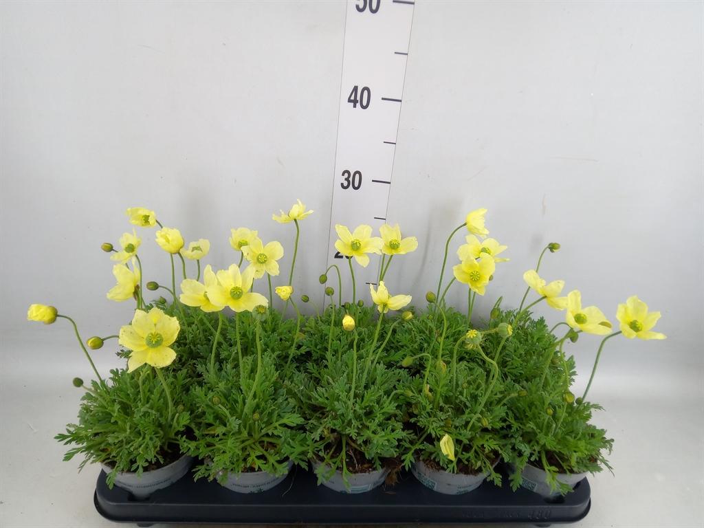 Горшечные цветы и растения оптом Papaver Nudic. от 10шт из Голландии с доставкой по России