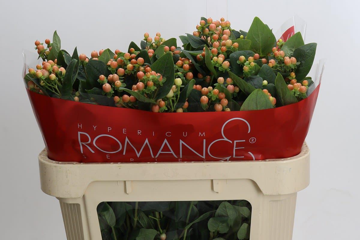 Срезанные цветы оптом Hypericum mellow romance spray от 50шт из Голландии с доставкой по России