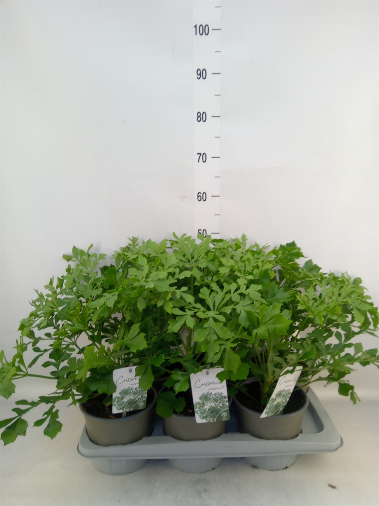 Горшечные цветы и растения оптом Cussonia от 6шт из Голландии с доставкой по России