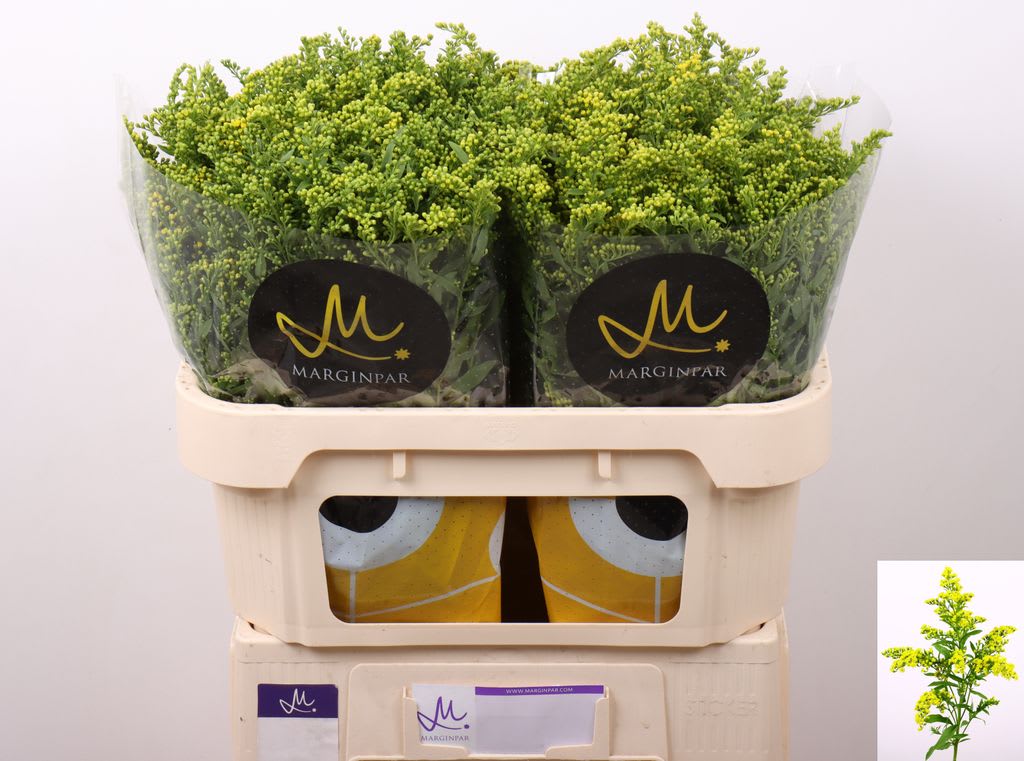 Срезанные цветы оптом Solidago carzan glory от 75шт из Голландии с доставкой по России Срезанные цветы оптом Solidago carzan glory от 75шт из Голландии с доставкой по России