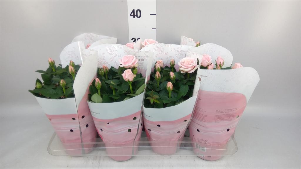 Горшечные цветы и растения оптом Rosa Amorosa Infinity Soft Pink от 8шт из Голландии с доставкой по России