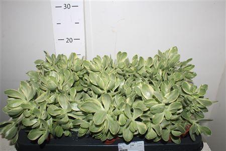 Горшечные цветы и растения оптом Crass Variegata от 6шт из Голландии с доставкой по России