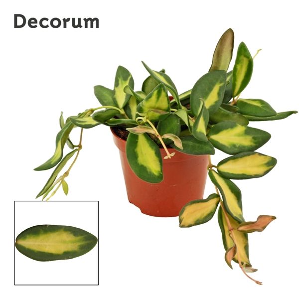 Горшечные цветы и растения оптом Hoya Burtoniae Variegata (decorum) от 18шт из Голландии с доставкой по России