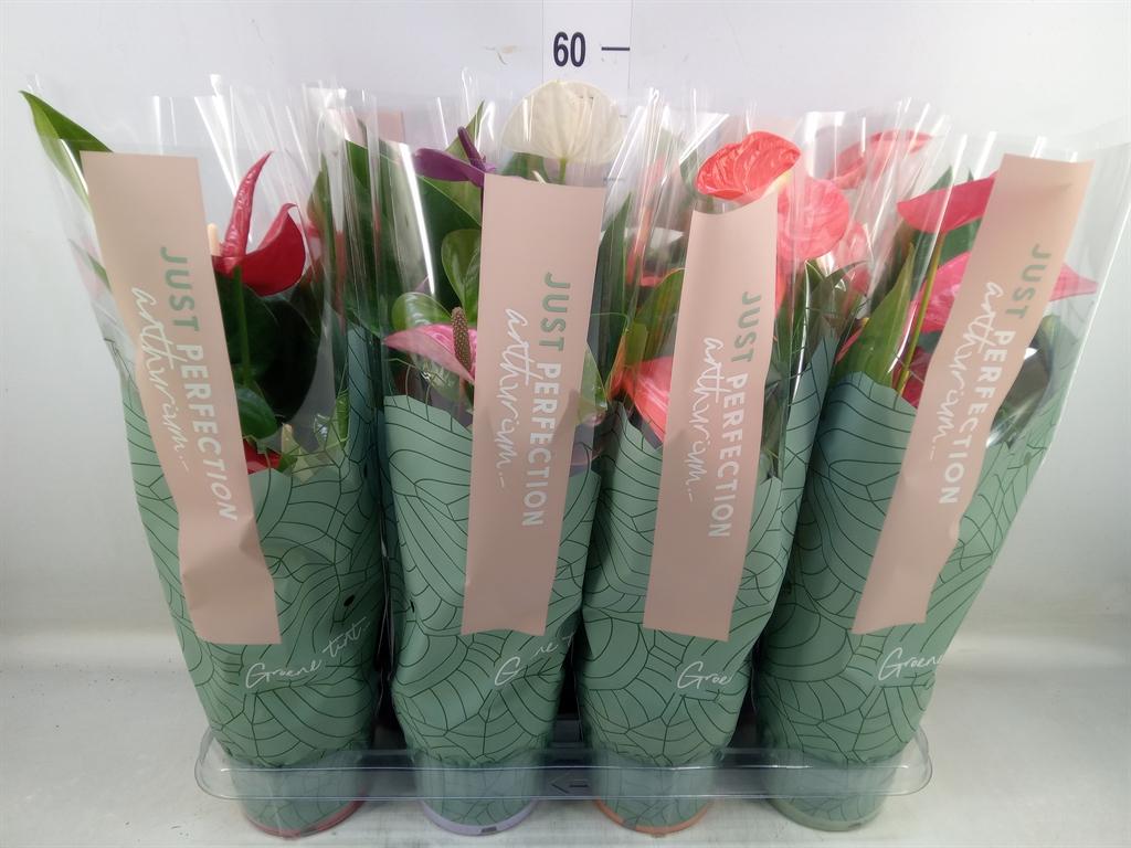 Горшечные цветы и растения оптом Anthurium   ...mix от 7шт из Голландии с доставкой по России