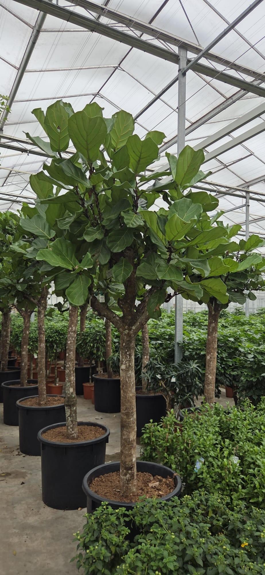 Горшечные цветы и растения оптом Ficus Lyrata 3pp A от 1шт из Голландии с доставкой по России