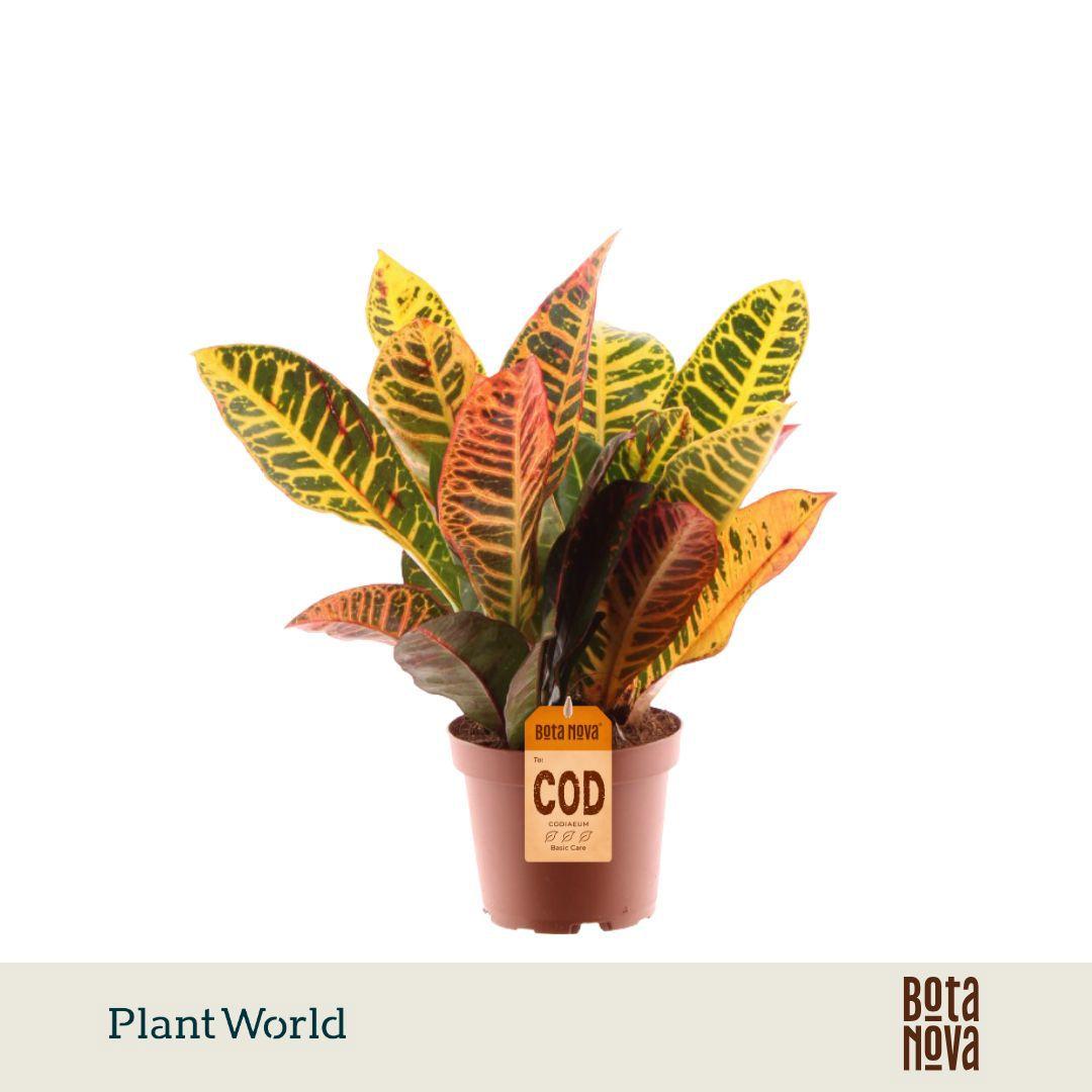 Горшечные цветы и растения оптом Codiaeum Petra Head 3-5 Pp от 10шт из Голландии с доставкой по России