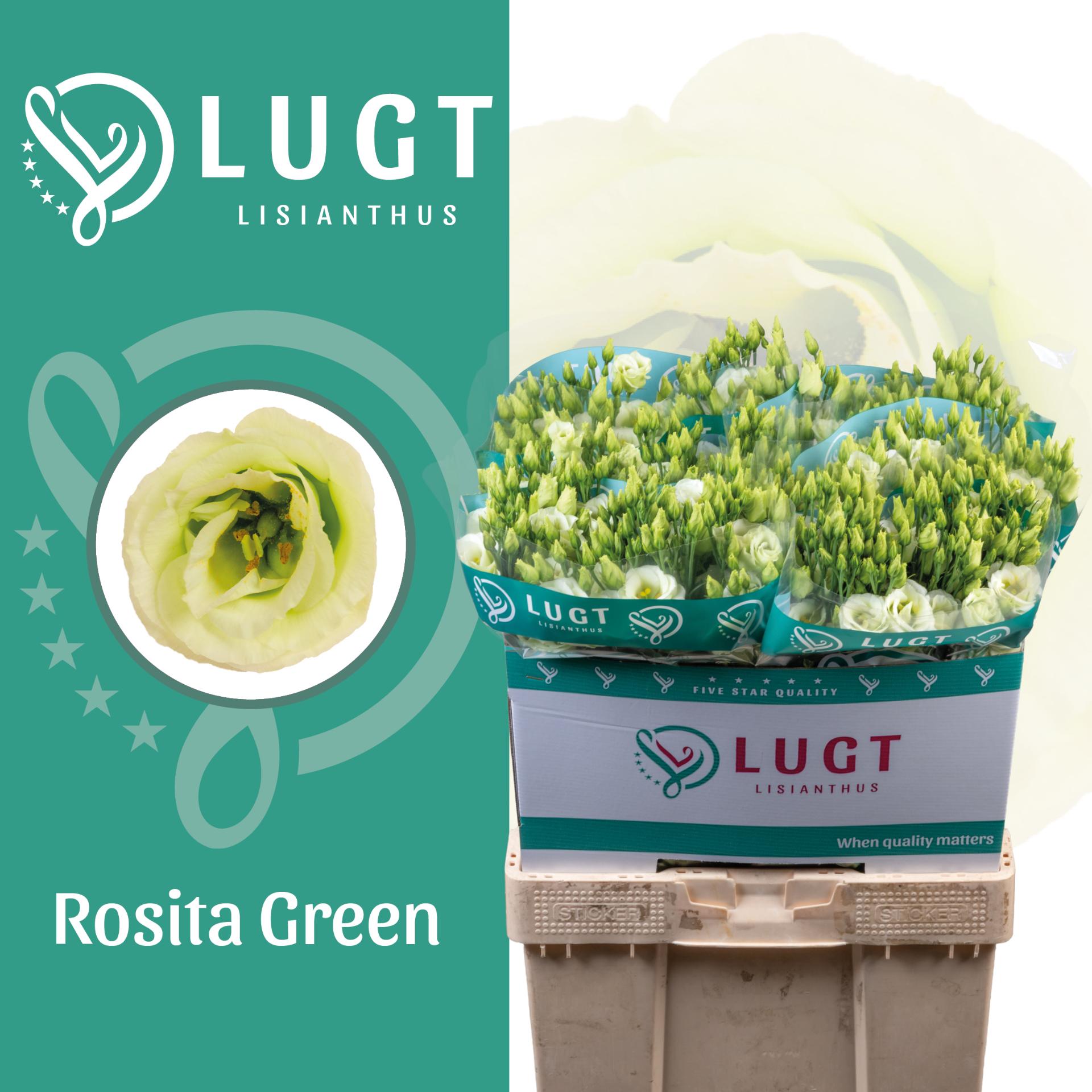 Срезанные цветы оптом Lisianthus do rosita green от 60шт из Голландии с доставкой по России