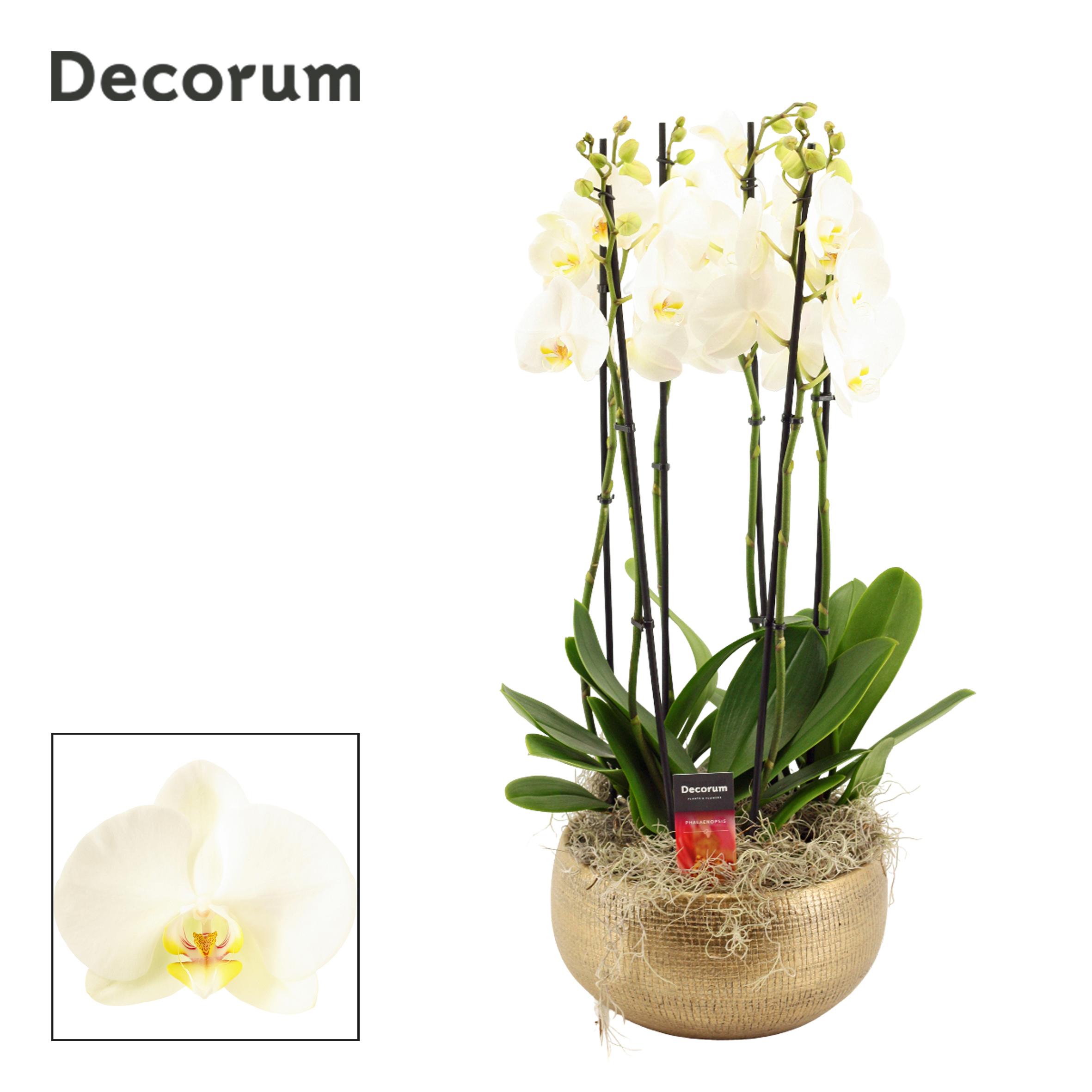 Горшечные цветы и растения оптом Phal Ov Wit от 1шт из Голландии с доставкой по России