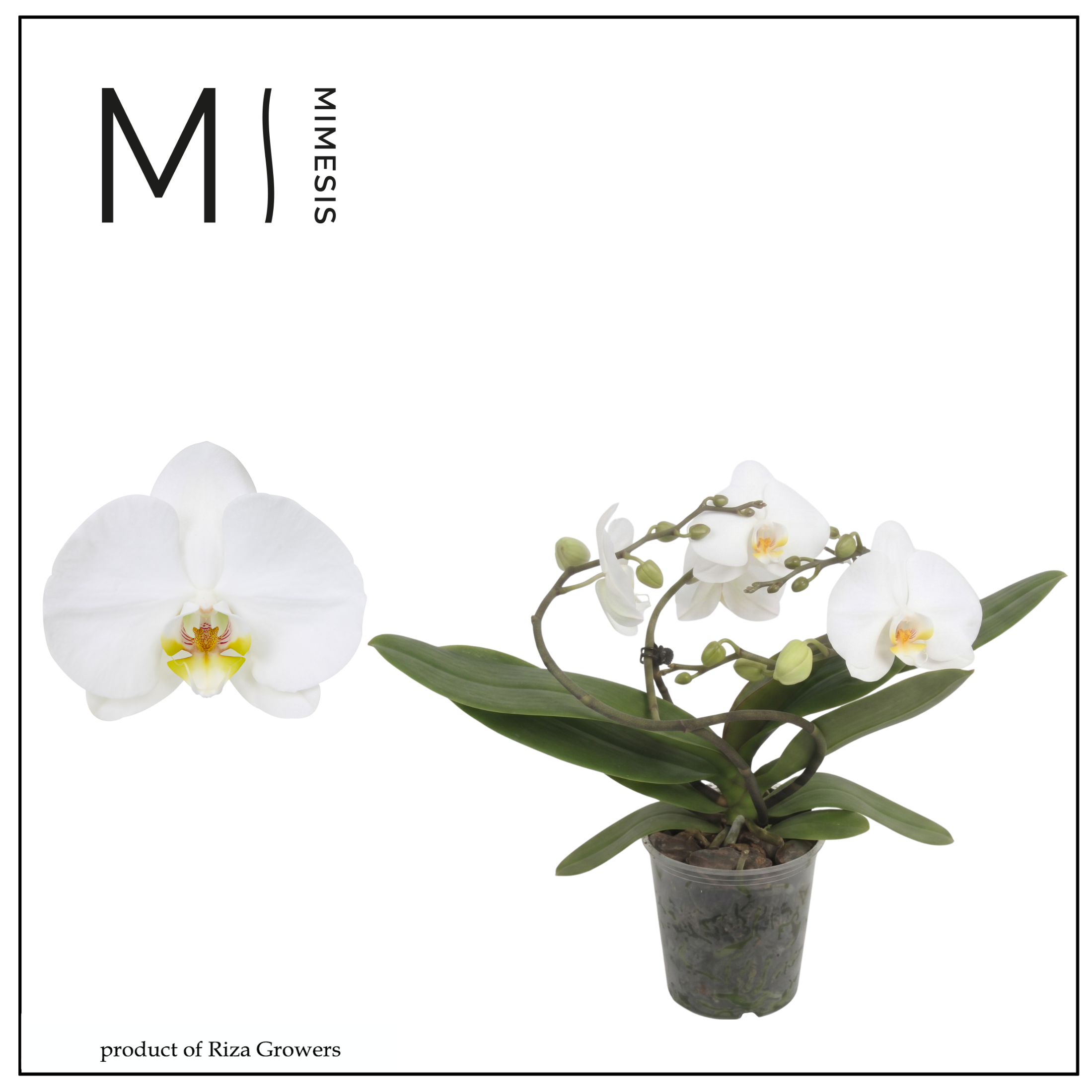 Горшечные цветы и растения оптом Phal Muse White 25+ (orchid Growers) от 3шт из Голландии с доставкой по России