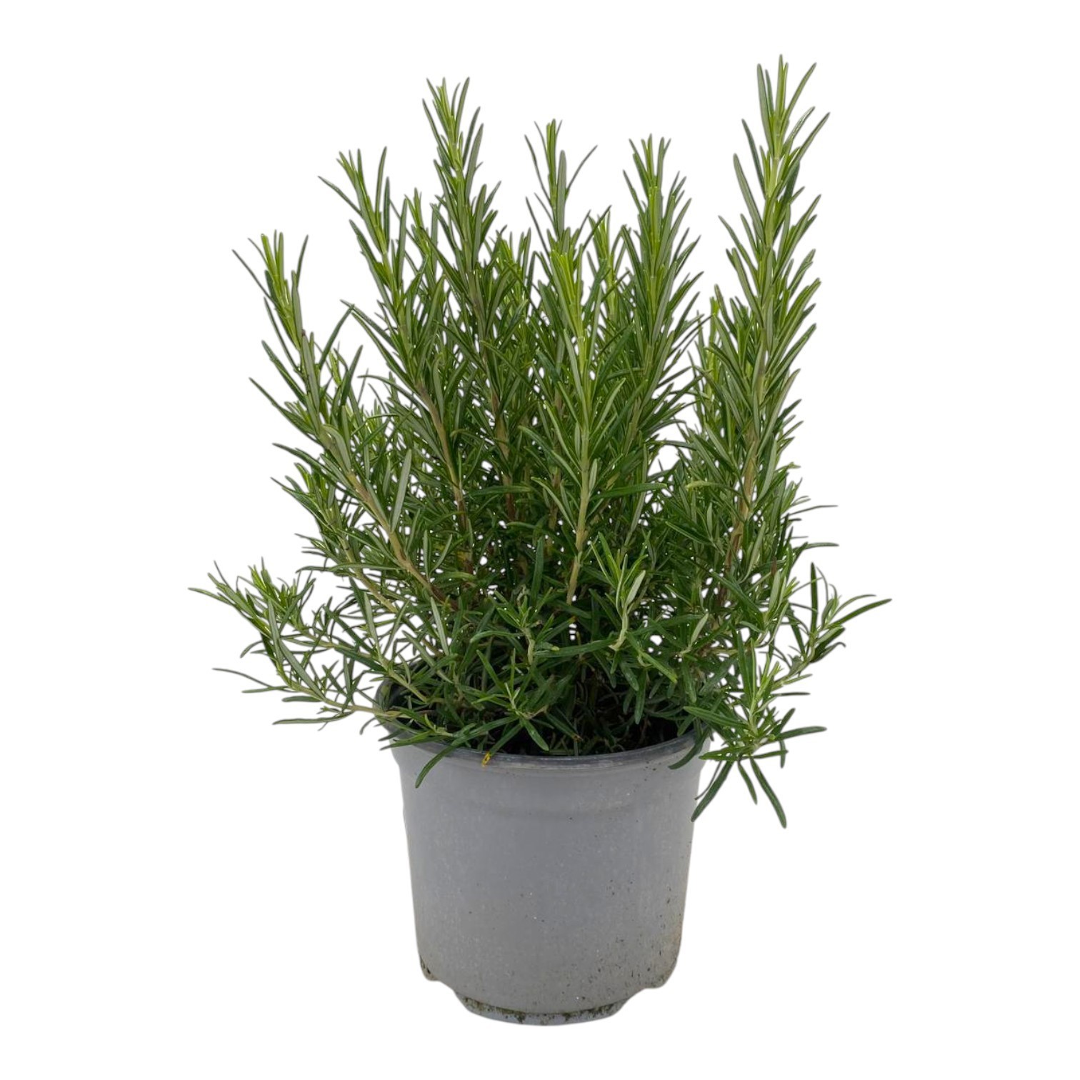 Горшечные цветы и растения оптом Rosmarinus Officinalis от 1шт из Голландии с доставкой по России