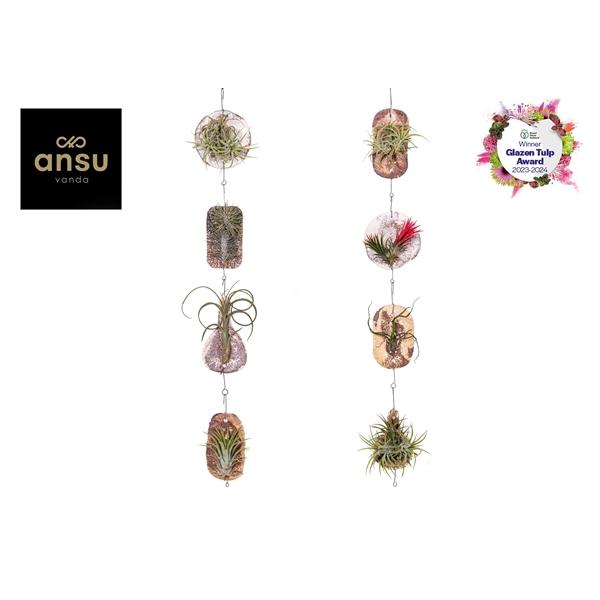 Горшечные цветы и растения оптом Tillandsia Tilly Tiles от 12шт (для телеги) из Голландии с доставкой по России