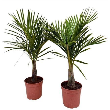 Горшечные цветы и растения оптом Mascarena Verschaffeltii от 1шт из Голландии с доставкой по России