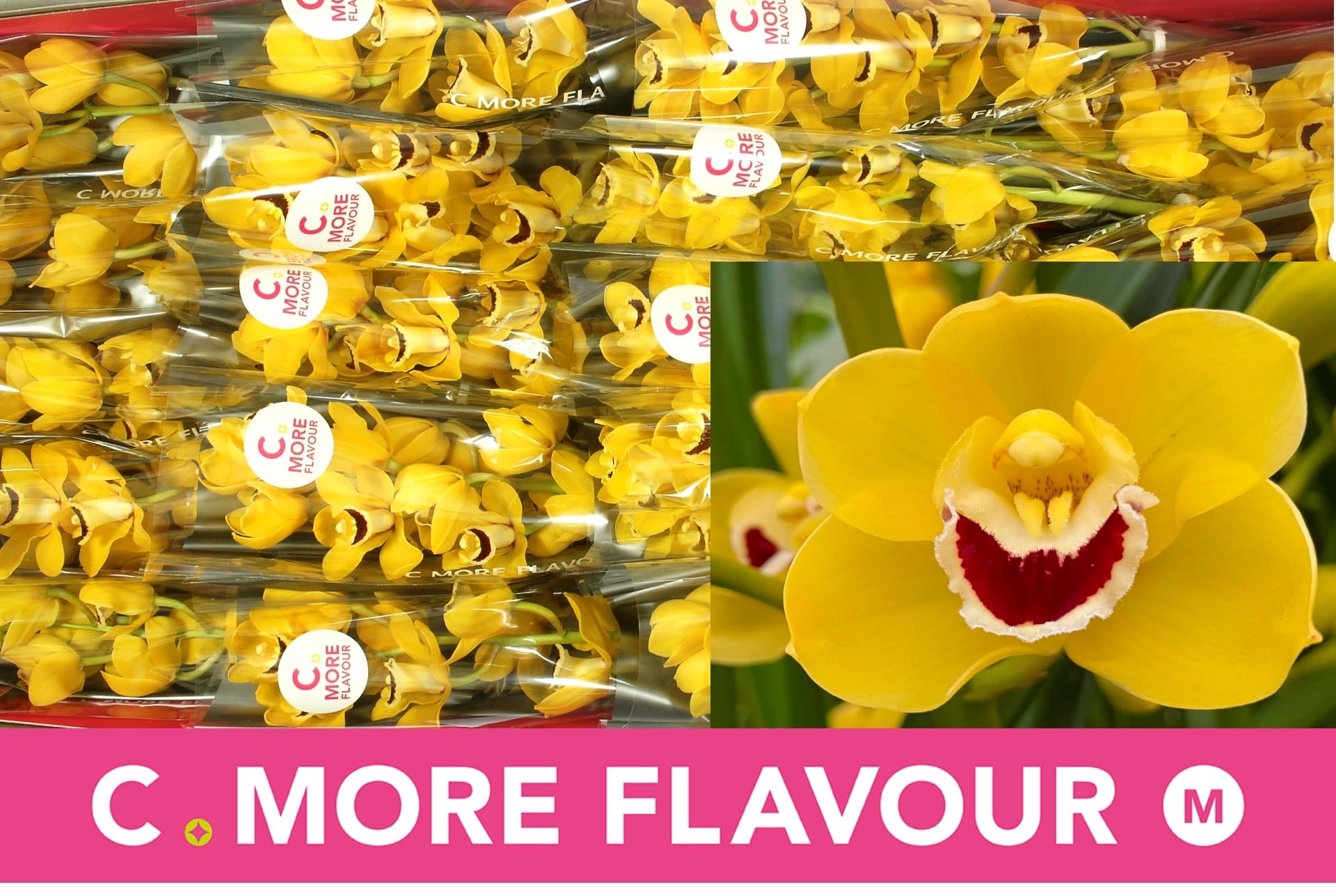 Срезанные цветы оптом Minicymbidium yellow blommenfees golden boy от 20шт из Голландии с доставкой по России