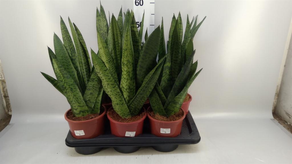 Горшечные цветы и растения оптом Sansevieria Zeylanica от 6шт из Голландии с доставкой по России