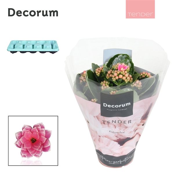 Горшечные цветы и растения оптом Kal Cal Serenity Pink White (decorum) от 10шт из Голландии с доставкой по России