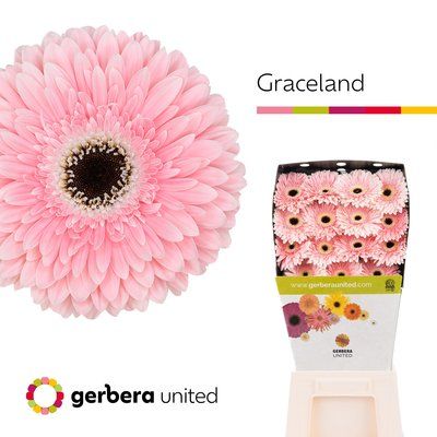 Срезанные цветы оптом Gerbera diamond graceland от 45шт из Голландии с доставкой по России