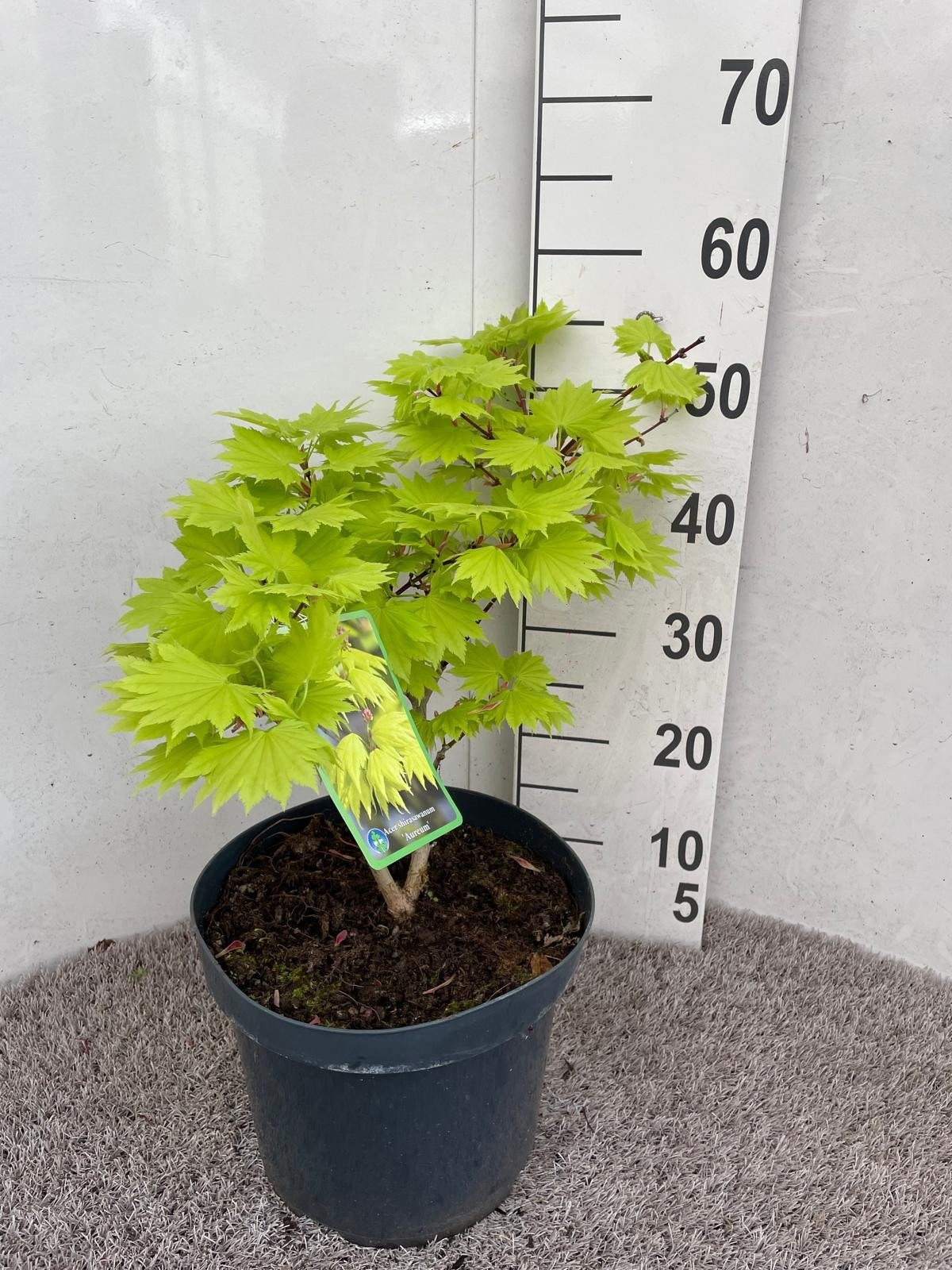 Горшечные цветы и растения оптом Acer Sh Aureum от 1шт из Голландии с доставкой по России