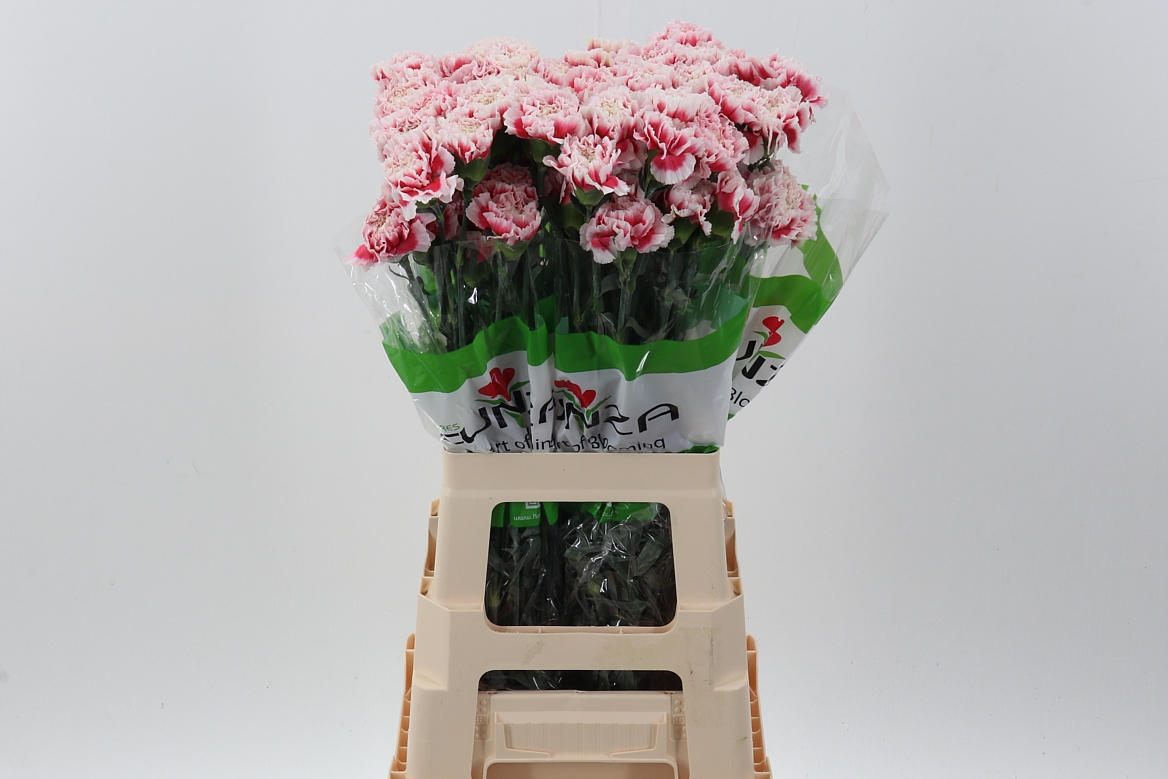Срезанные цветы оптом Dianthus st joker от 80шт из Голландии с доставкой по России