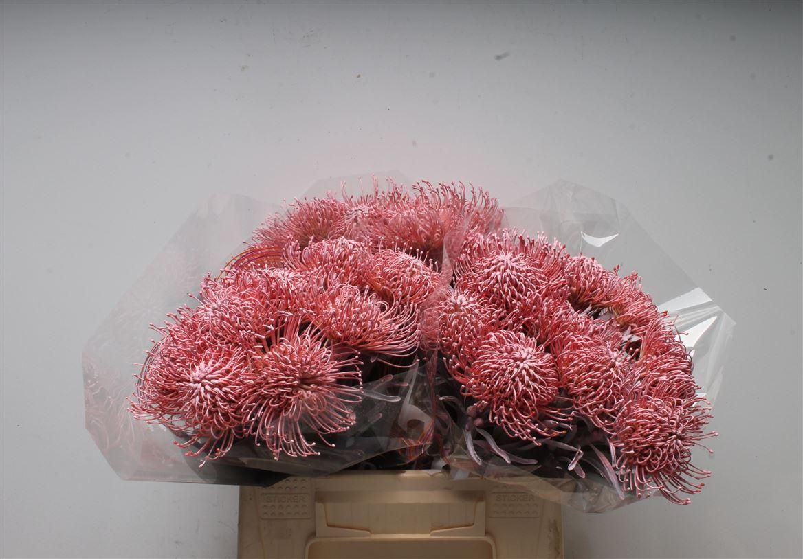 Срезанные цветы оптом Nutans paint pink light от 30шт из Голландии с доставкой по России