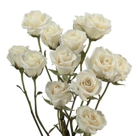 Срезанные цветы оптом Rosa spray (our choice) white от 60шт из Голландии с доставкой по России