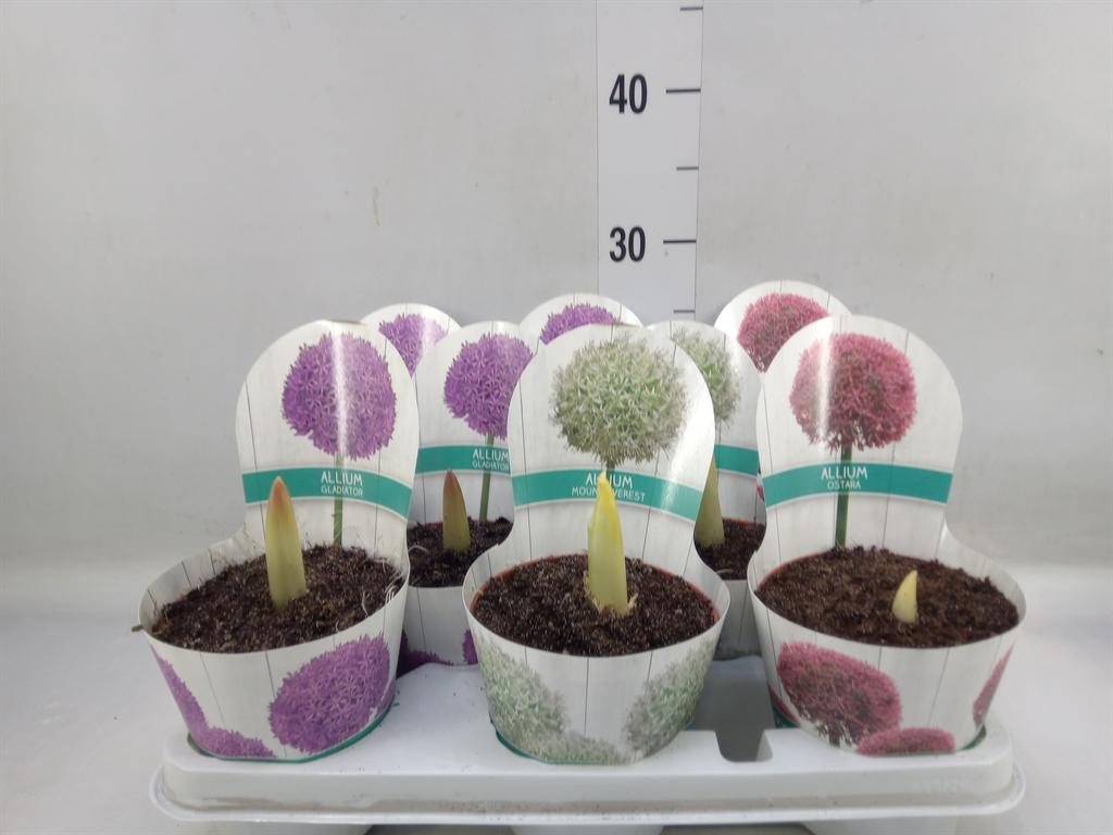 Горшечные цветы и растения оптом Allium от 8шт из Голландии с доставкой по России