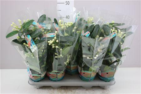 Горшечные цветы и растения оптом Stephanotis Fleur Parfum 5-6 от 9шт из Голландии с доставкой по России
