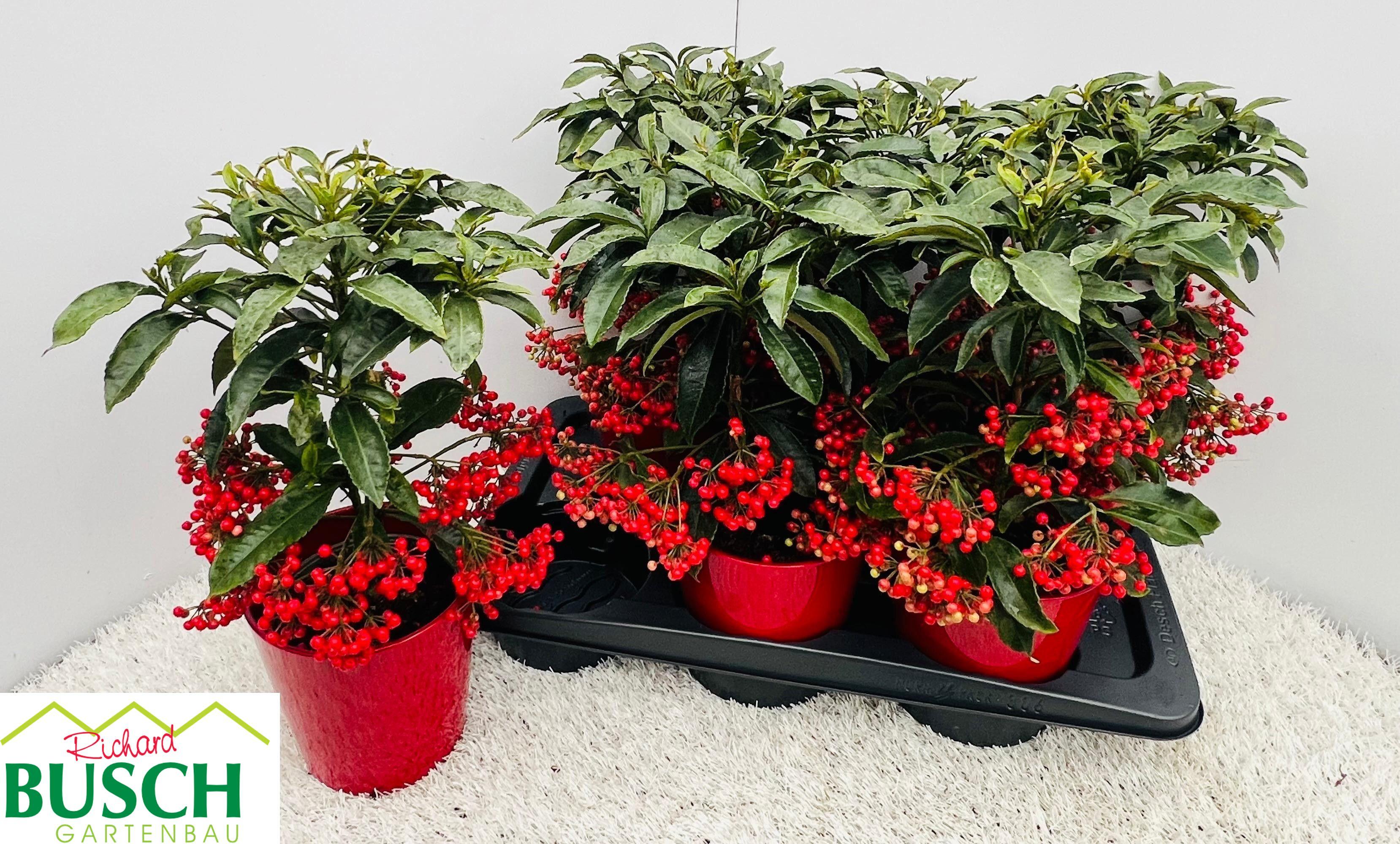 Горшечные цветы и растения оптом Ardis Crenata от 6шт из Голландии с доставкой по России