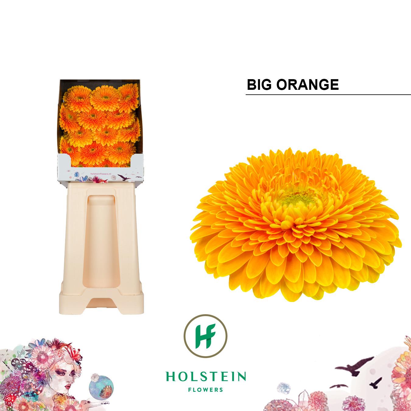 Срезанные цветы оптом Gerbera diamond gerponi big orange от 45шт из Голландии с доставкой по России