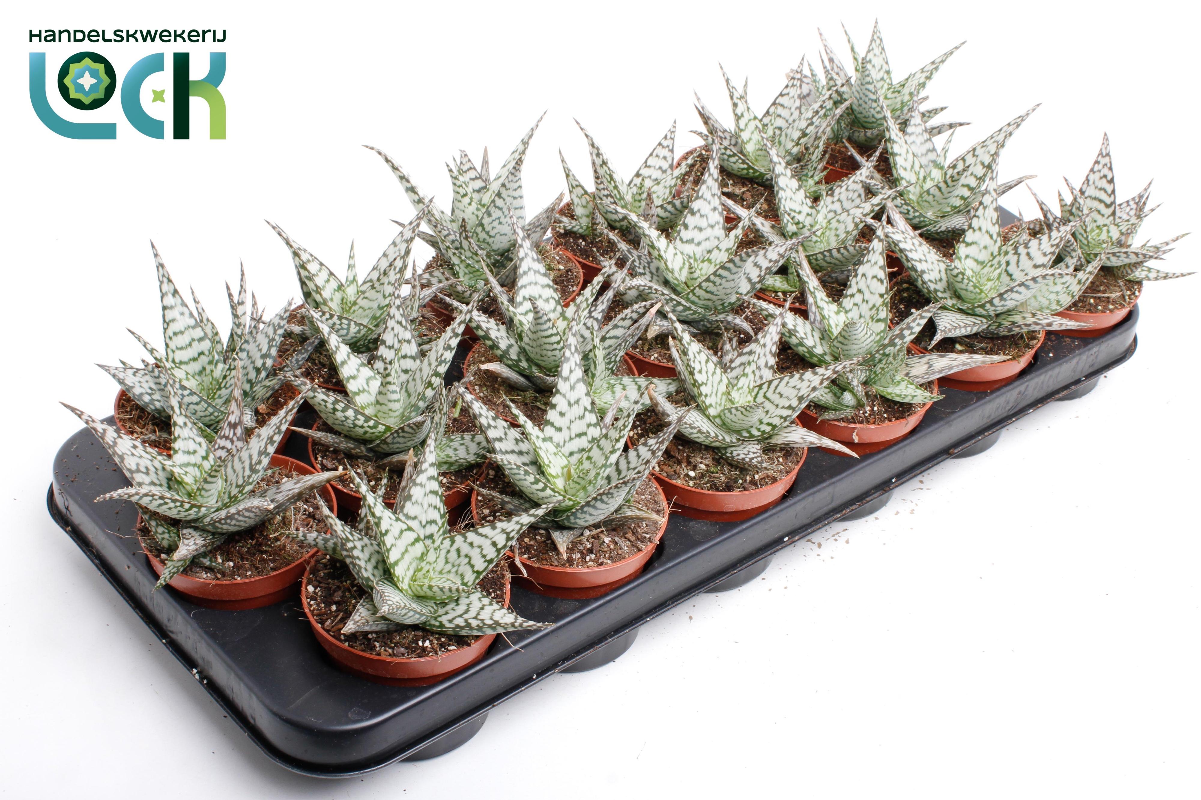 Горшечные цветы и растения оптом Aloe Somaliensis от 18шт (для телеги) из Голландии с доставкой по России