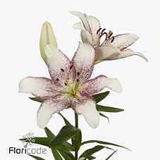 Срезанные цветы оптом Lilium la spotify white от 60шт из Голландии с доставкой по России