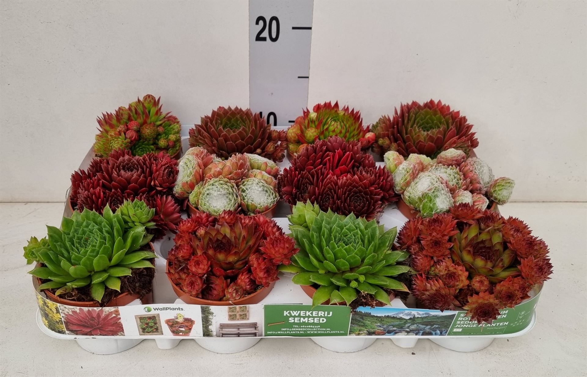 Горшечные цветы и растения оптом Sempervivum   ... от 12шт (для телеги) из Голландии с доставкой по России