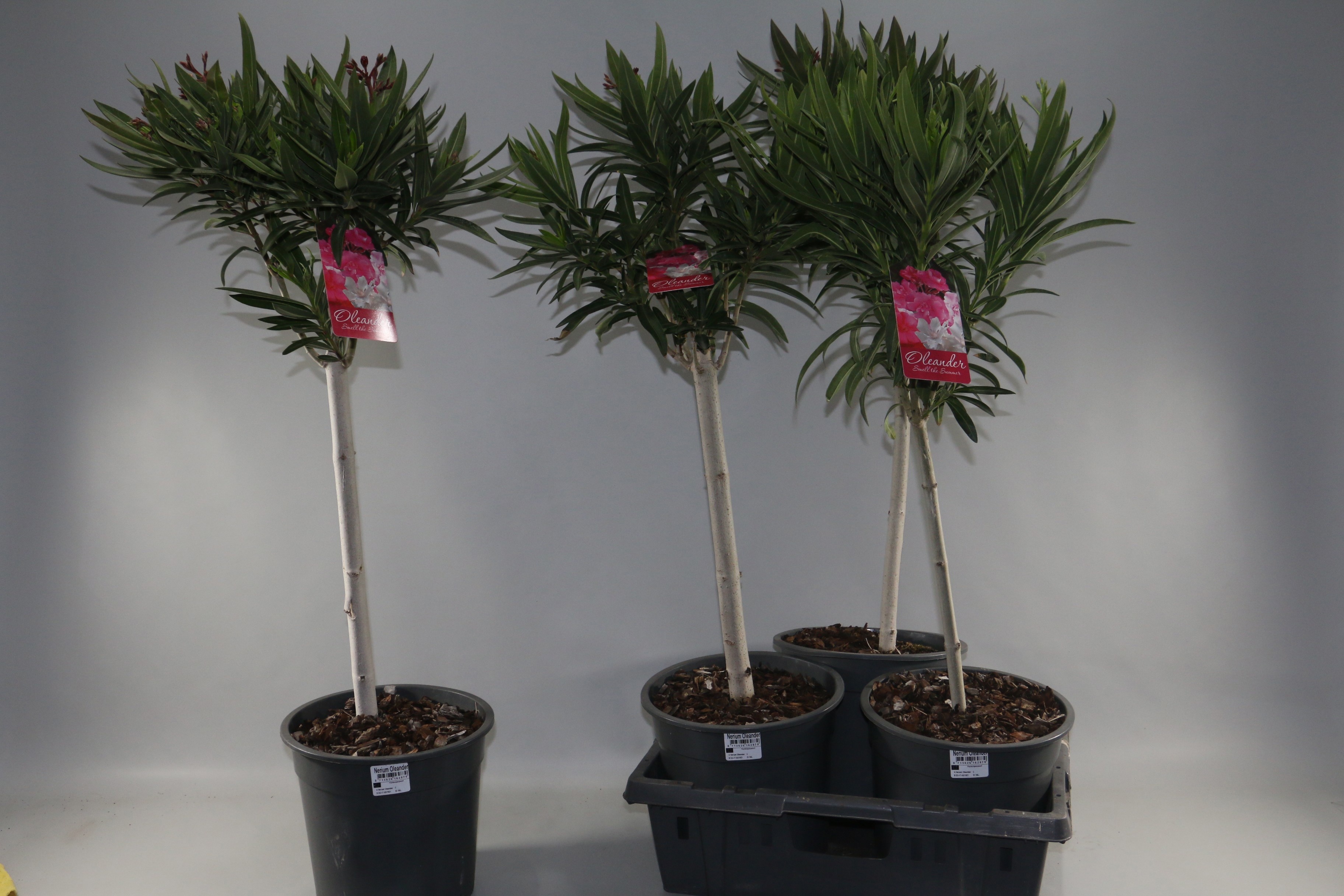 Горшечные цветы и растения оптом Nerium Oleander Ov от 3шт из Голландии с доставкой по России