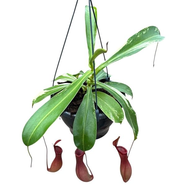 Горшечные цветы и растения оптом Nepenthes Alata Variegata от 1шт из Голландии с доставкой по России