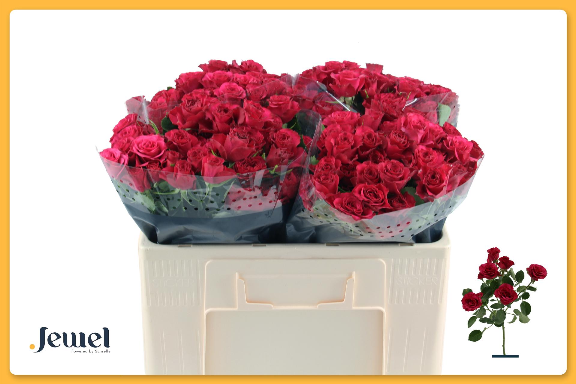 Срезанные цветы оптом Rosa tros Roseberry от 50шт из Голландии с доставкой по России