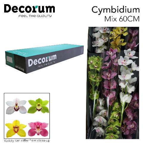 Срезанные цветы оптом Cymbidium mix decorum от 9шт из Голландии с доставкой по России