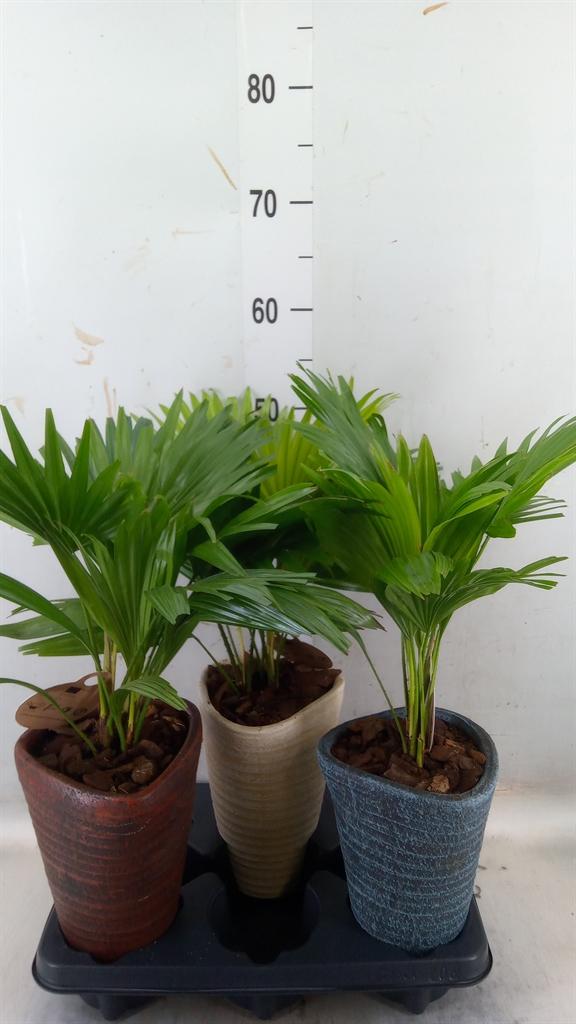 Горшечные цветы и растения оптом Livistona Rotundifolia от 3шт из Голландии с доставкой по России