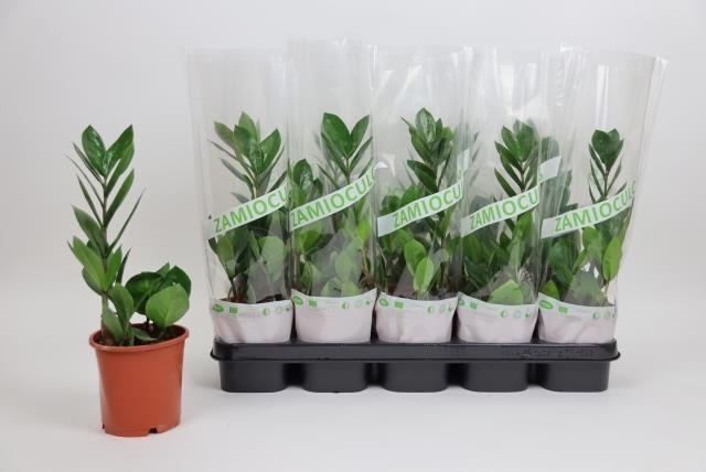 Горшечные цветы и растения оптом Zamioculcas Zamiifolia от 10шт' из Голландии с доставкой по России