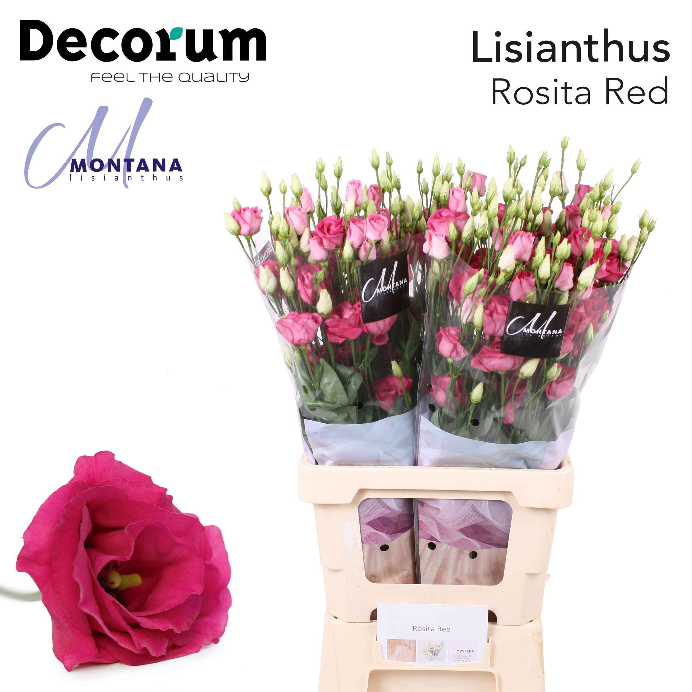 Срезанные цветы оптом Lisianthus do rosita red от 20шт из Голландии с доставкой по России