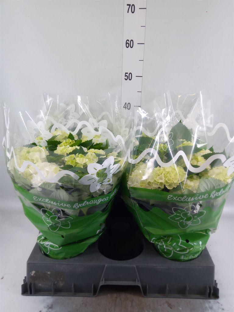 Горшечные цветы и растения оптом Hydrangea Ma Blue от 4шт из Голландии с доставкой по России
