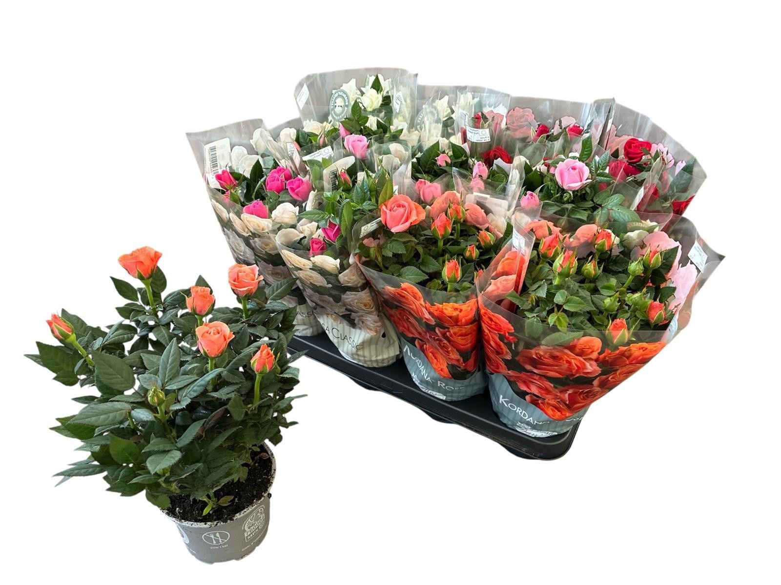 Горшечные цветы и растения оптом Ro Kordana Gem 5 Srt от 11шт из Голландии с доставкой по России
