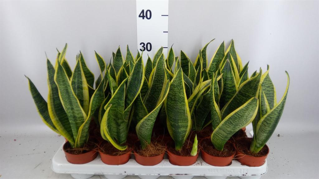 Горшечные цветы и растения оптом Sansevieria Trifa. futura Superba от 18шт (для телеги) из Голландии с доставкой по России