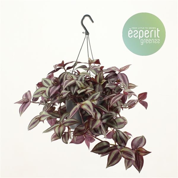 Горшечные цветы и растения оптом Tradescantia Zebrina Violet Hangpot от 6шт из Голландии с доставкой по России